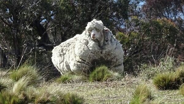 В Австралии умерла самая известная овца - 俄羅斯衛星通訊社