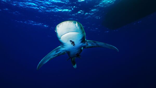 Длиннокрылая акула у берегов Египта - 俄罗斯卫星通讯社
