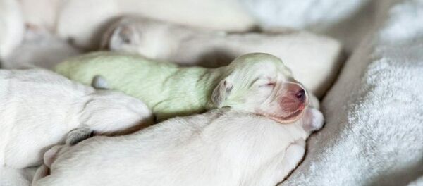 德国诞下一只稀有的薄荷色金毛犬 德国诞下一只稀有的薄荷色金毛犬 - 俄罗斯卫星通讯社