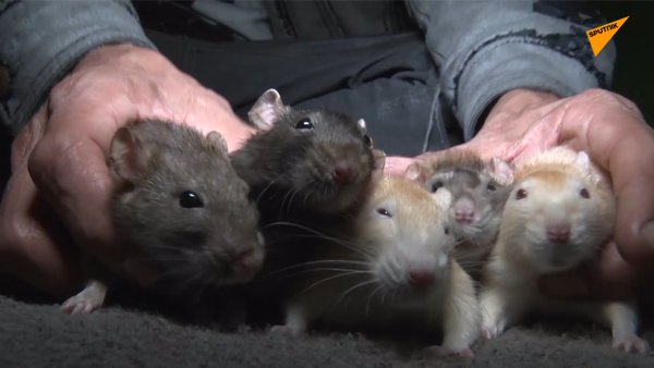 秘魯“鼠人” - 俄羅斯衛星通訊社