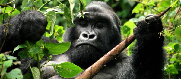 乌干达法院判处杀害大猩猩男子11年有期徒刑 - 俄罗斯卫星通讯社