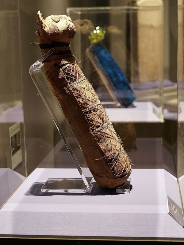 法国科学家发现古埃及猫木乃伊内部的奥秘 - 俄罗斯卫星通讯社