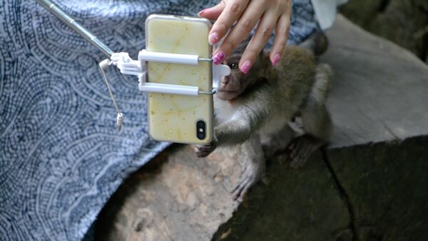 哥斯达黎加或禁止游客与野生动物自拍 - 俄罗斯卫星通讯社