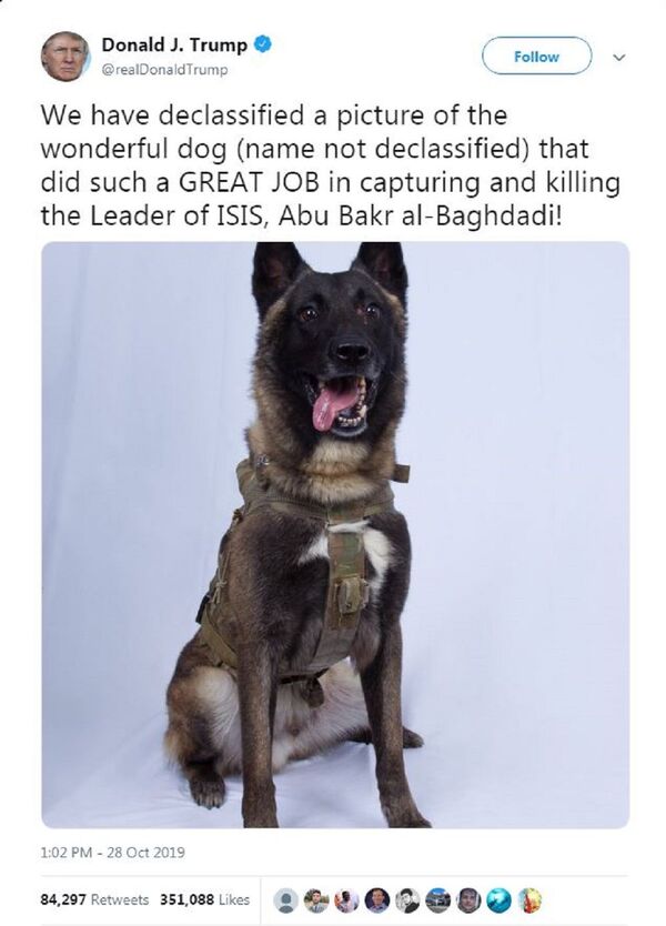 特朗普稱贊在消滅巴格達迪時受傷的軍犬 (照片) 特朗普稱贊在消滅巴格達迪時受傷的軍犬 (照片) - 俄羅斯衛星通訊社
