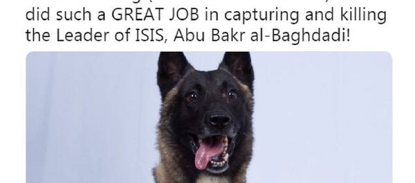 特朗普称赞在消灭巴格达迪时受伤的军犬 - 俄罗斯卫星通讯社