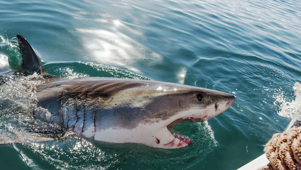 В Австралии акула напала на двух британских туристов - 俄罗斯卫星通讯社
