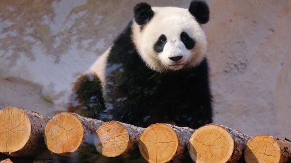 莫斯科动物园的大熊猫 - 俄罗斯卫星通讯社