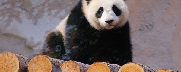 莫斯科动物园经理:大熊猫“租借”期满15年后可能会请求中国延期 莫斯科动物园经理:大熊猫“租借”期满15年后可能会请求中国延期 - 俄罗斯卫星通讯社