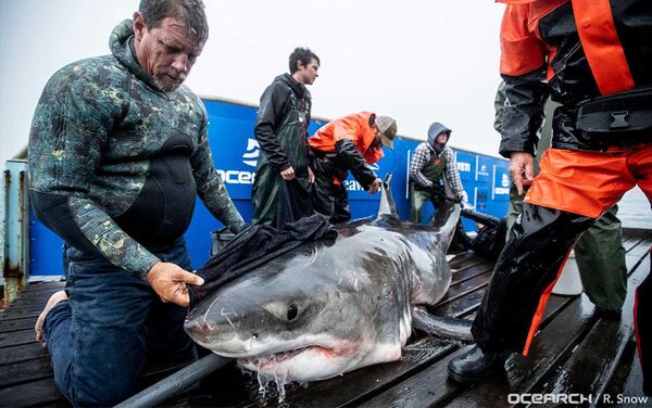 5米长近1吨重的鲨怪令研究人员震惊 - 俄罗斯卫星通讯社