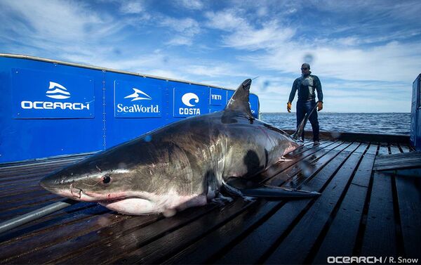 5米長近1噸重的鯊怪令研究人員震驚 - 俄羅斯衛星通訊社