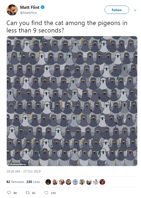 一隻貓咪藏在139只鴿子中間，你能快速找到照片中的貓咪嗎？ - 俄羅斯衛星通訊社