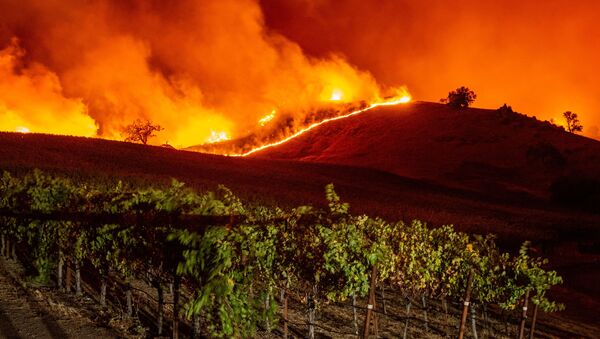 Горящие виноградники недалеко от Гейсервилла, штат Калифорния - 俄羅斯衛星通訊社