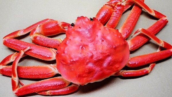 俄企指出俄产海蟹在中国广受欢迎的原因 - 俄罗斯卫星通讯社