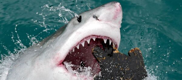 Белая акула - 俄罗斯卫星通讯社