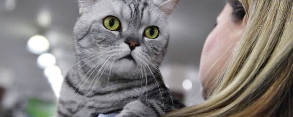 Выставка котят Любимчик в Москве - 俄羅斯衛星通訊社
