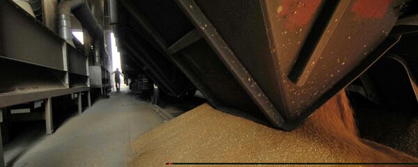 Разгрузка железнодорожного вагона с зерном на зерновом терминале - 俄罗斯卫星通讯社