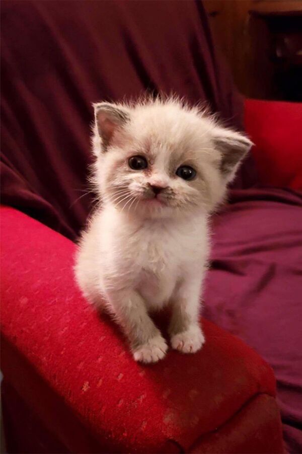 對著鏡頭微笑的小貓偷走了網友們的心 - 俄羅斯衛星通訊社