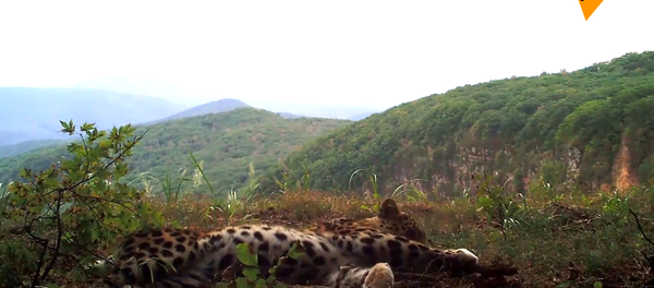 俄珍稀远东豹玩耍镜头被拍到 - 俄罗斯卫星通讯社