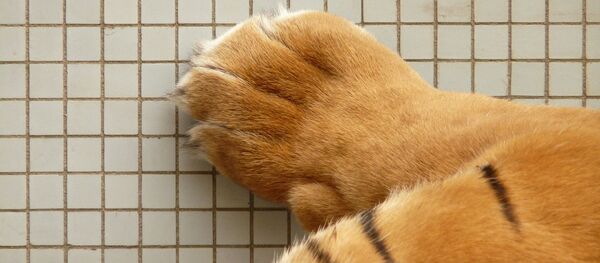 Лапа тигра - 俄罗斯卫星通讯社