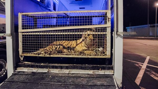 在波兰与白俄罗斯边境被救下的老虎已送到西班牙 - 俄罗斯卫星通讯社