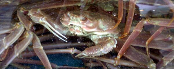 Краб-стригун - 俄罗斯卫星通讯社