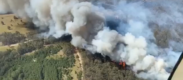 澳大利亚宣布因森林大火进入紧急状态 - 俄罗斯卫星通讯社