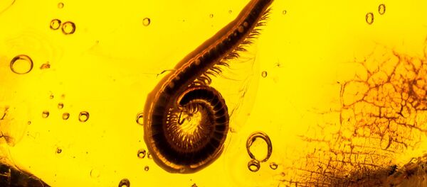 Янтарь с останками древних насекомых из коллекции Калининградского музея янтаря - 俄罗斯卫星通讯社