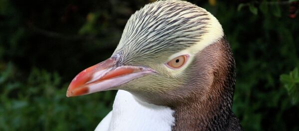 Великолепный пингвин - 俄羅斯衛星通訊社