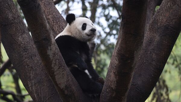 Исследовательская база по разведению гигантских панд в Чэнду в провинции Сычуань в Китае - 俄羅斯衛星通訊社