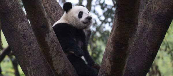 Исследовательская база по разведению гигантских панд в Чэнду в провинции Сычуань в Китае Исследовательская база по разведению гигантских панд в Чэнду в провинции Сычуань в Китае - 俄罗斯卫星通讯社