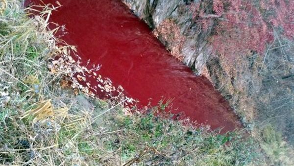Свиная кровь в реке - 俄羅斯衛星通訊社