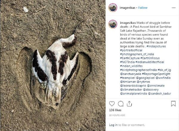 印度桑珀尔盐湖附近发现千余只候鸟死亡 - 俄罗斯卫星通讯社