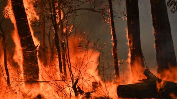 澳大利亚东南部森林大火产生的烟雾已抵达墨尔本 - 俄罗斯卫星通讯社