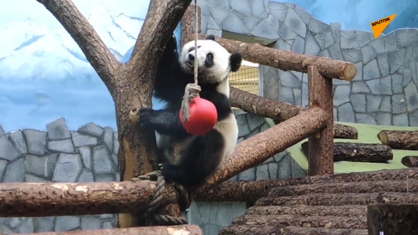 莫斯科动物园上演“功夫熊猫” - 俄罗斯卫星通讯社