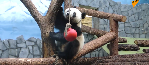 莫斯科动物园上演“功夫熊猫” - 俄罗斯卫星通讯社