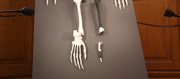 德国新发现1200万年前类人猿化石  - 俄罗斯卫星通讯社