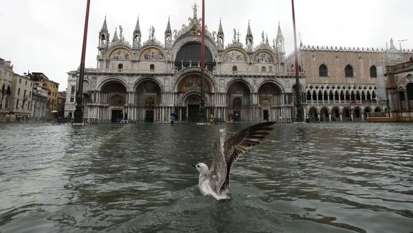 Чайка на затопленной площади Сан-Марко в Венеции - 俄羅斯衛星通訊社