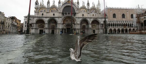 Чайка на затопленной площади Сан-Марко в Венеции - 俄罗斯卫星通讯社