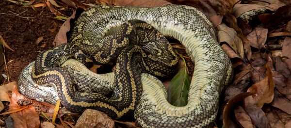 Ромбический питон Ромбический питон - 俄羅斯衛星通訊社