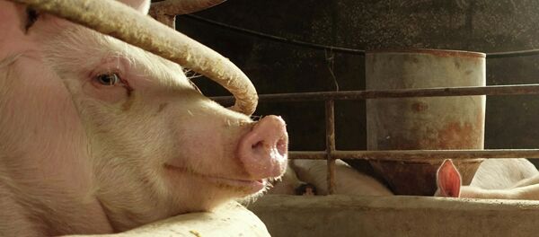 Свинья - 俄羅斯衛星通訊社