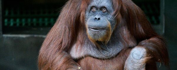 Обезьяна породы суматранский орангутан в Московском зоопарке - 俄羅斯衛星通訊社