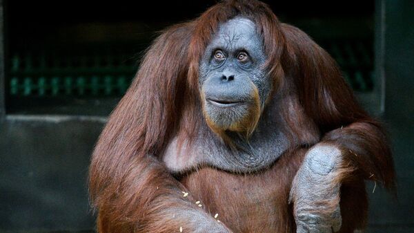 Обезьяна породы суматранский орангутан в Московском зоопарке - 俄羅斯衛星通訊社