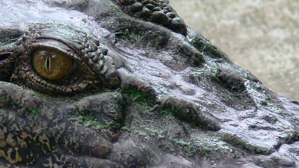 Глаз крокодила - 俄罗斯卫星通讯社