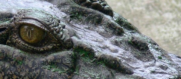 Глаз крокодила - 俄罗斯卫星通讯社