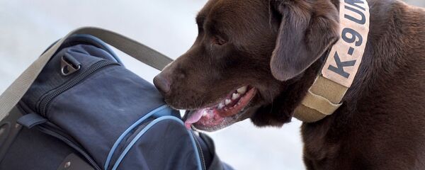 Служебная собака на таможне. Архивное фото - 俄罗斯卫星通讯社