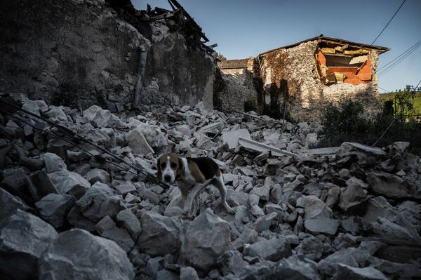 法国东南部拉罗歇尔市鲁维埃区震后废墟上的一只狗 - 俄罗斯卫星通讯社