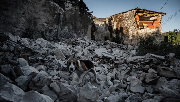 法國東南部拉羅歇爾市魯維埃區震後廢墟上的一隻狗 - 俄羅斯衛星通訊社