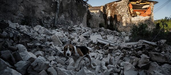法国东南部拉罗歇尔市鲁维埃区震后废墟上的一只狗 - 俄罗斯卫星通讯社