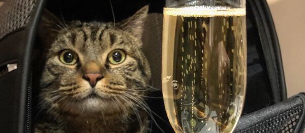 Кот Михаила Галина Виктор, которого не хотели пускать в самолет на рейсе авиакомпании Аэрофлот - 俄羅斯衛星通訊社