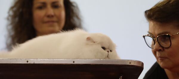 Персидский кот на котошоу в Риме, Италия  - 俄罗斯卫星通讯社